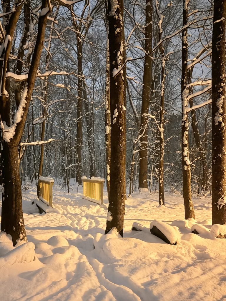 winter woods covered in snow; illuminated path with bridge